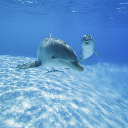 两只海豚在清澈的蓝色海水中游泳,阳光透过水面洒下。