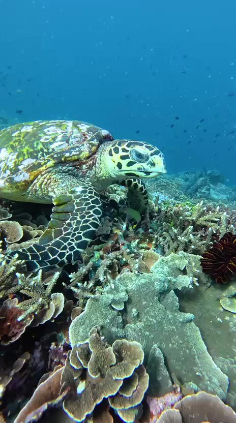 Papiton Dive — Komodo National Park
