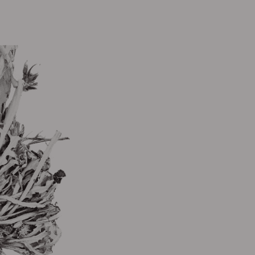 Minimal dried flower design in calm gray shades with natural driftwood