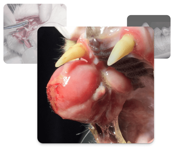 Bildern zur tierärztlichen Zahngesundheit, die einen grossen Mundtumor bei einer Katze zeigen