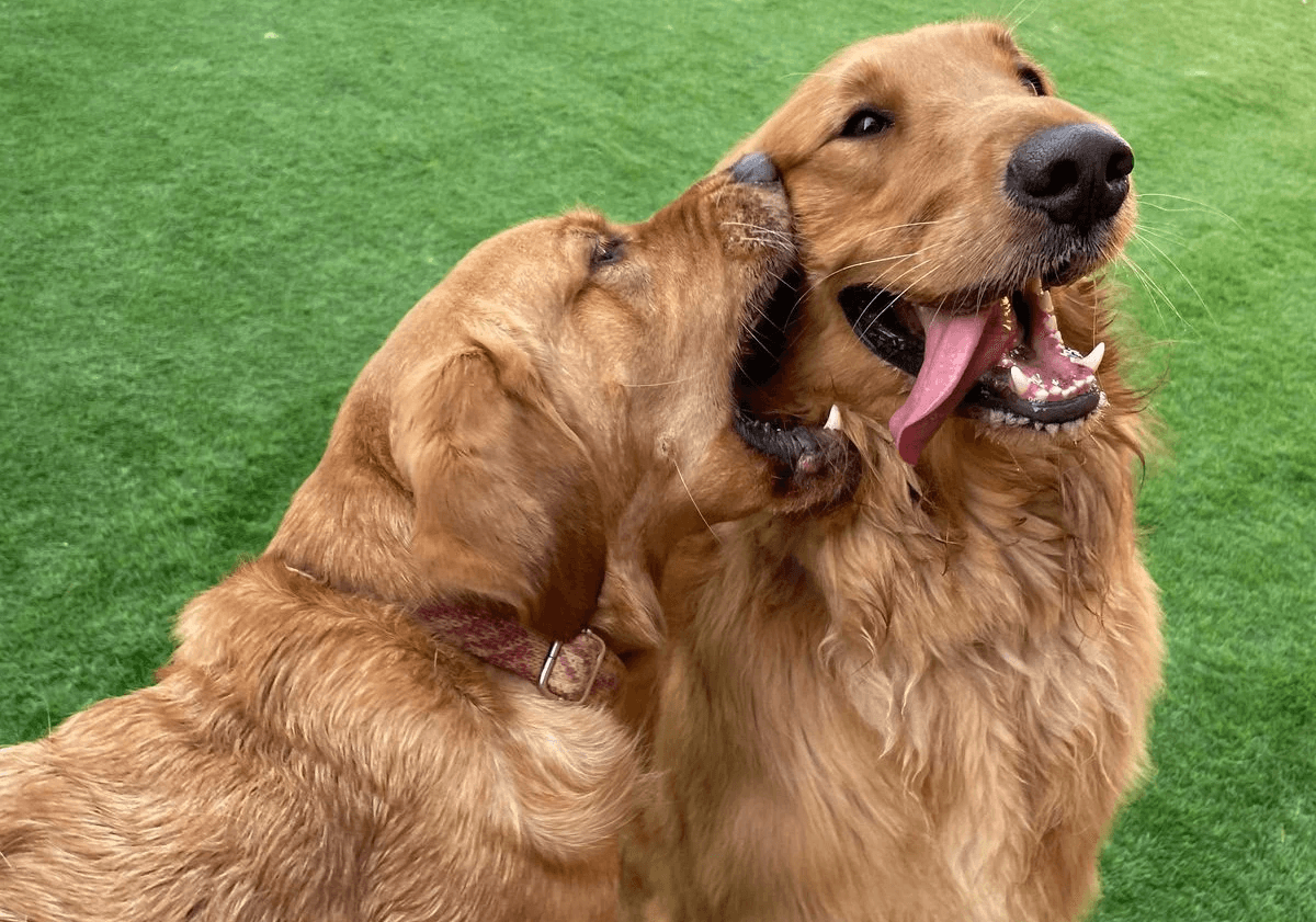Two playful dogs enjoy their time at the dog park, both looking happy after their dog dental cleaning.