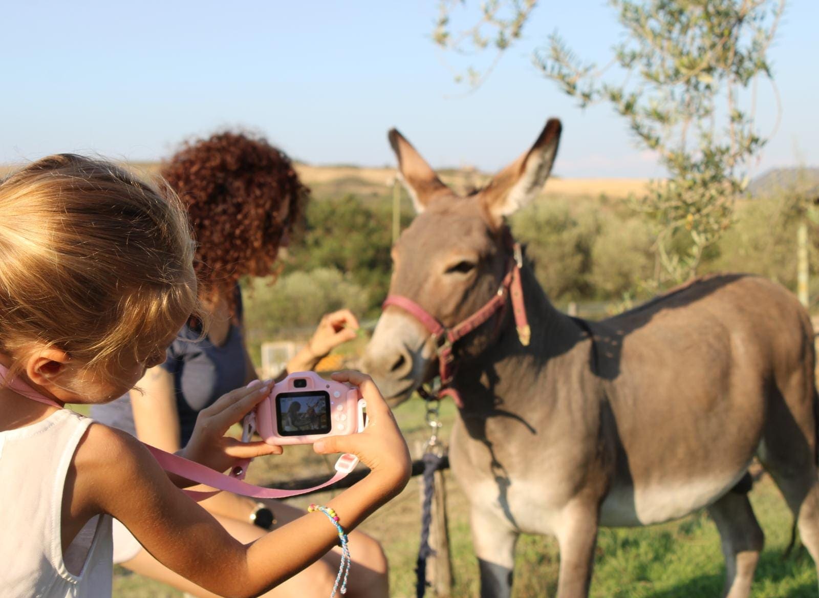 brown horse with blue leather strap on brown wooden fence during daytime