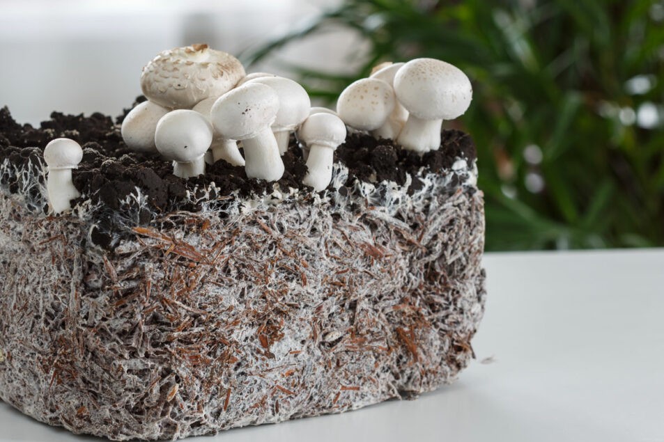 Mycelium (Mushroom Material)