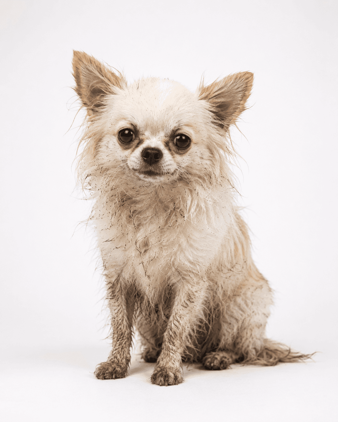 Yorkshire terrier before grooming