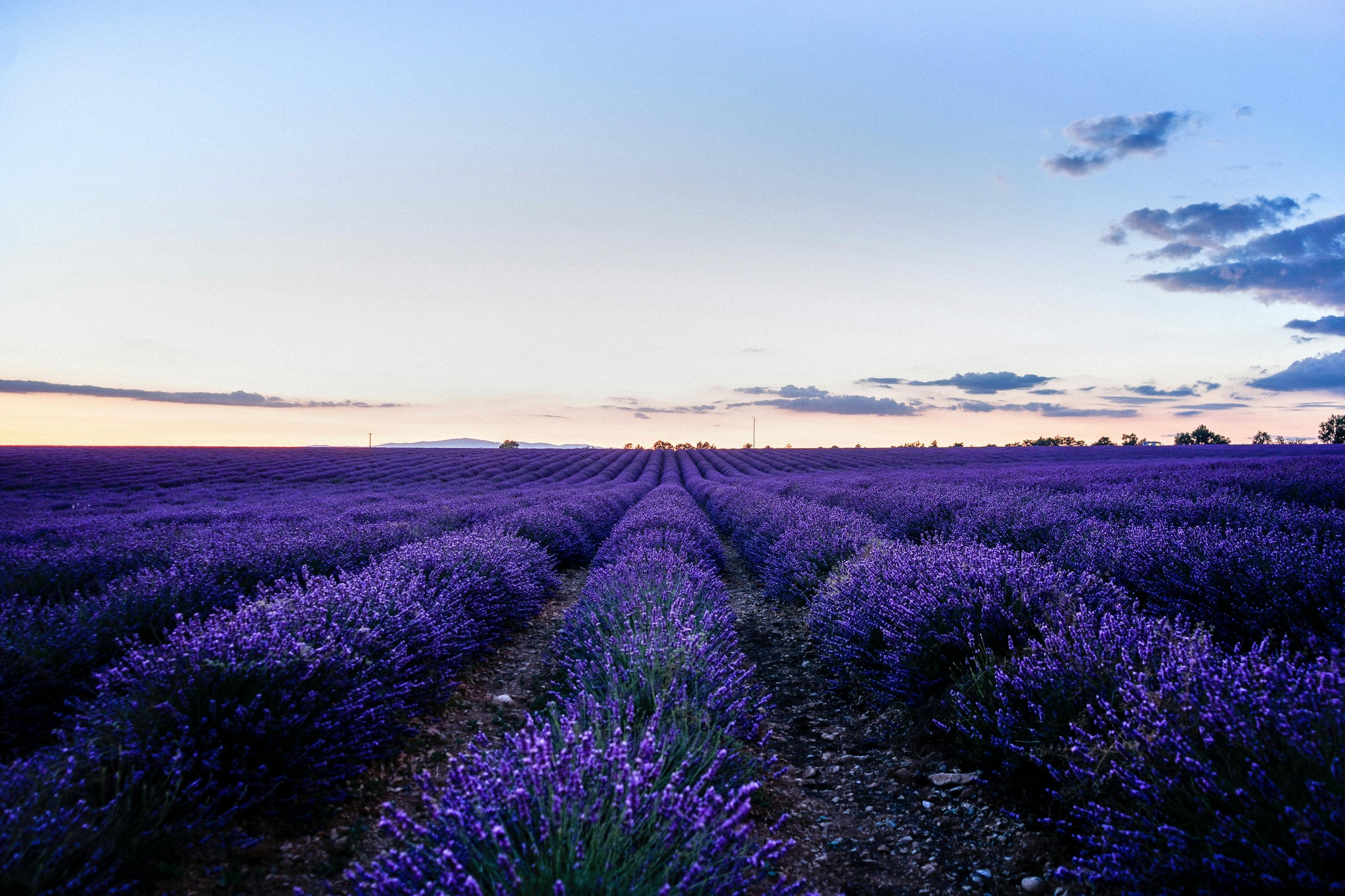 Champ de lavande en fleurs au coucher du soleil, Provence. Paysage violet