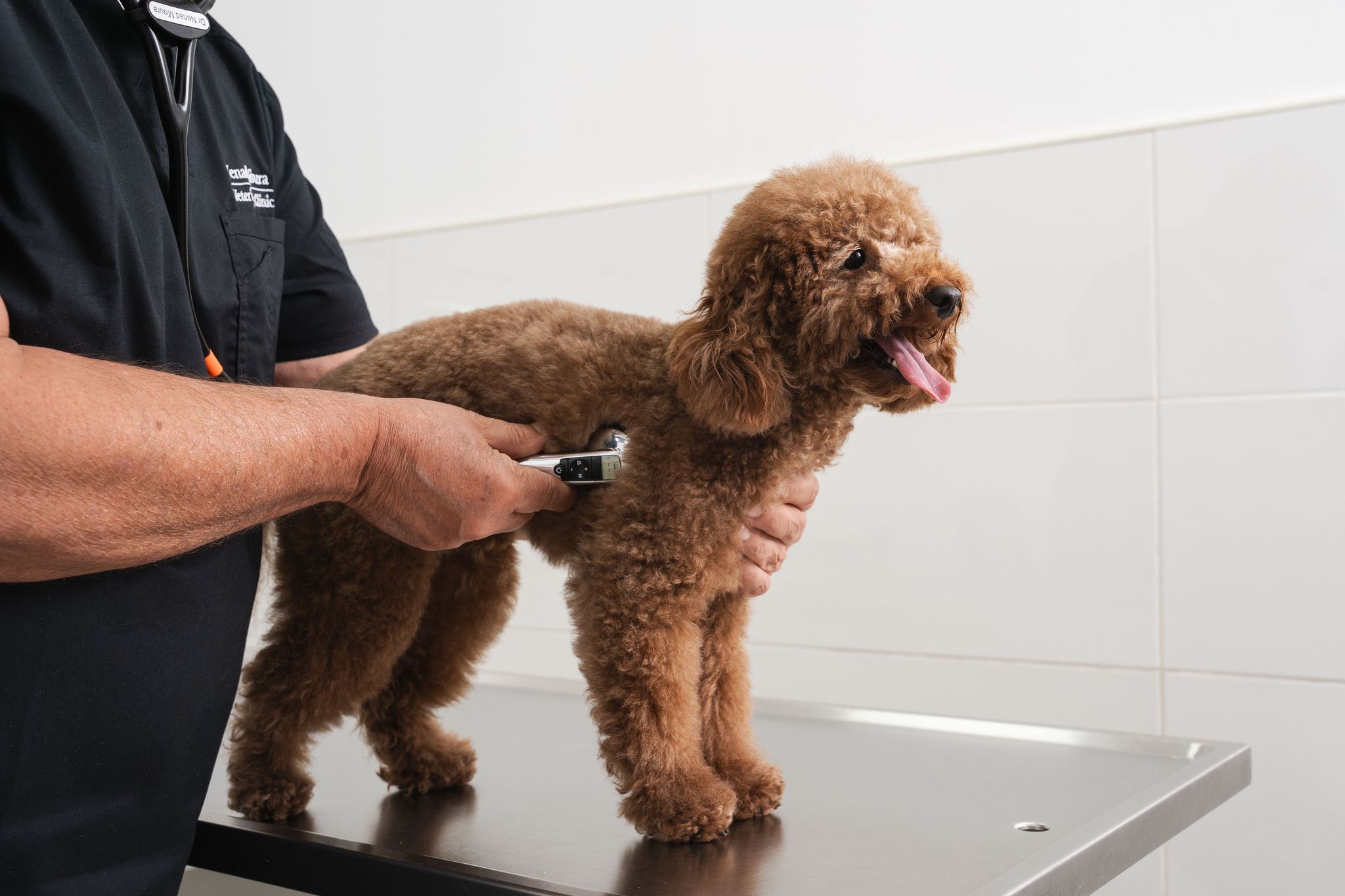 A veterinarian is checking a brown dog on a metal table inside the vet clinic.