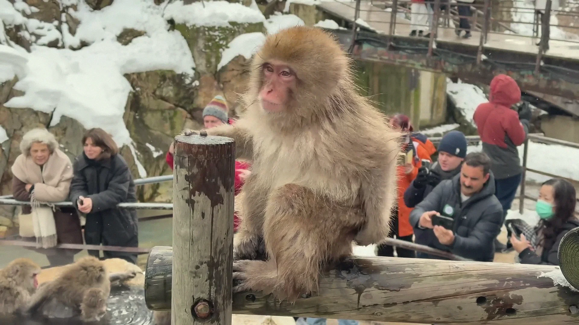 A snow monkey perched on a wooden railing as tourists photograph it from just behind, at Jigokudani in winter.
