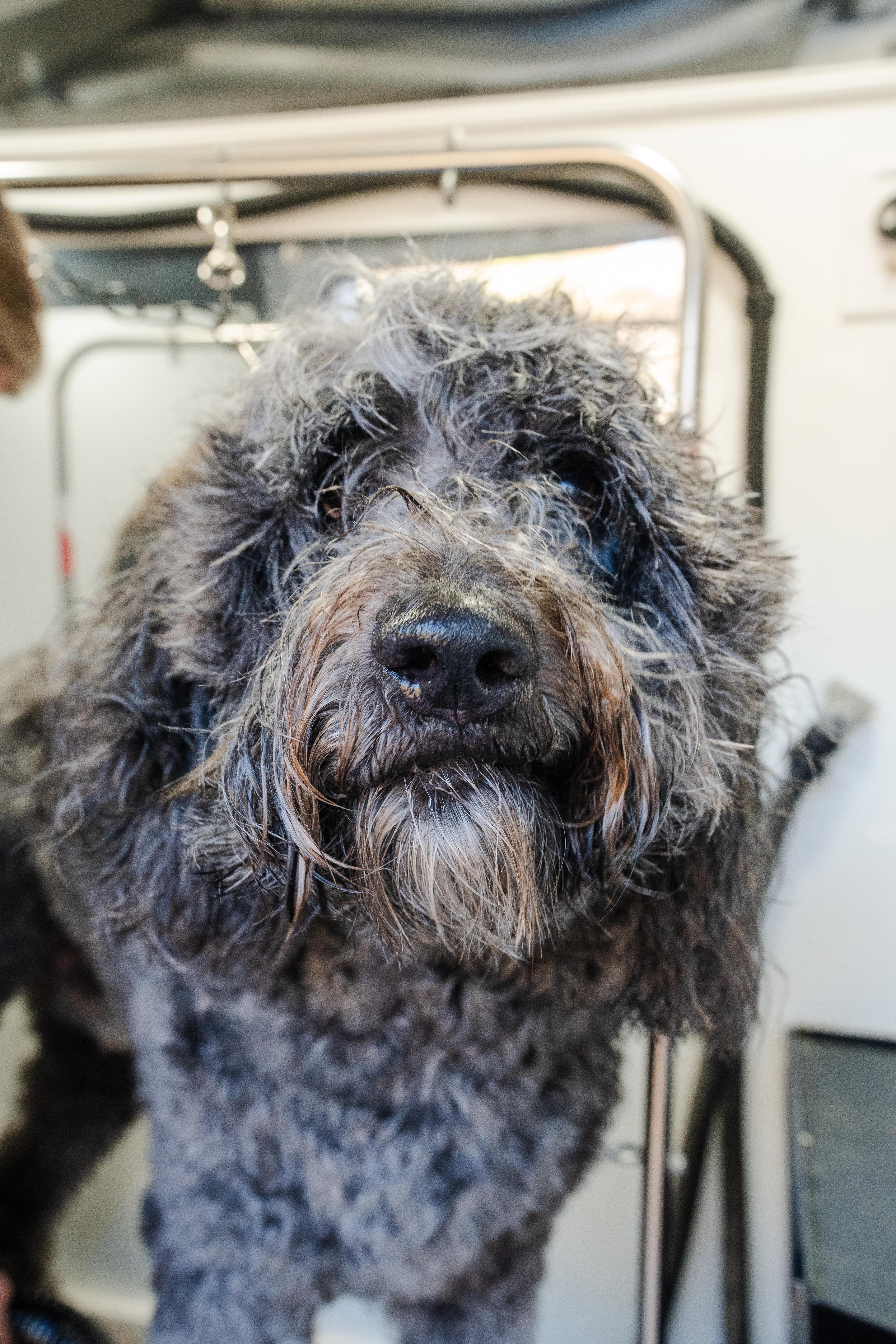 Freshly groomed double-coated dog during mobile dog grooming in Plaza Midwood, Charlotte