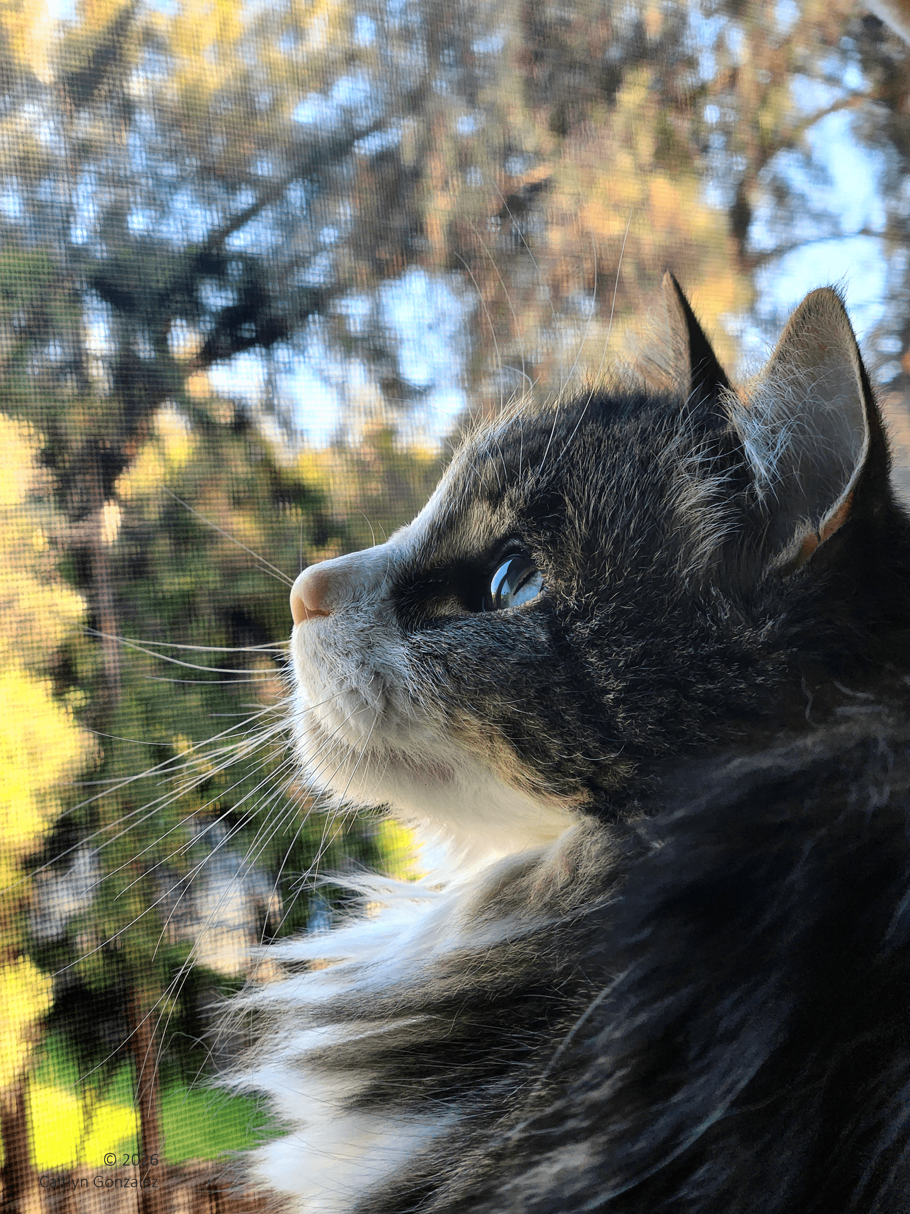 A long-haired cat in profile looking out a window with the sun gently bathing her face.