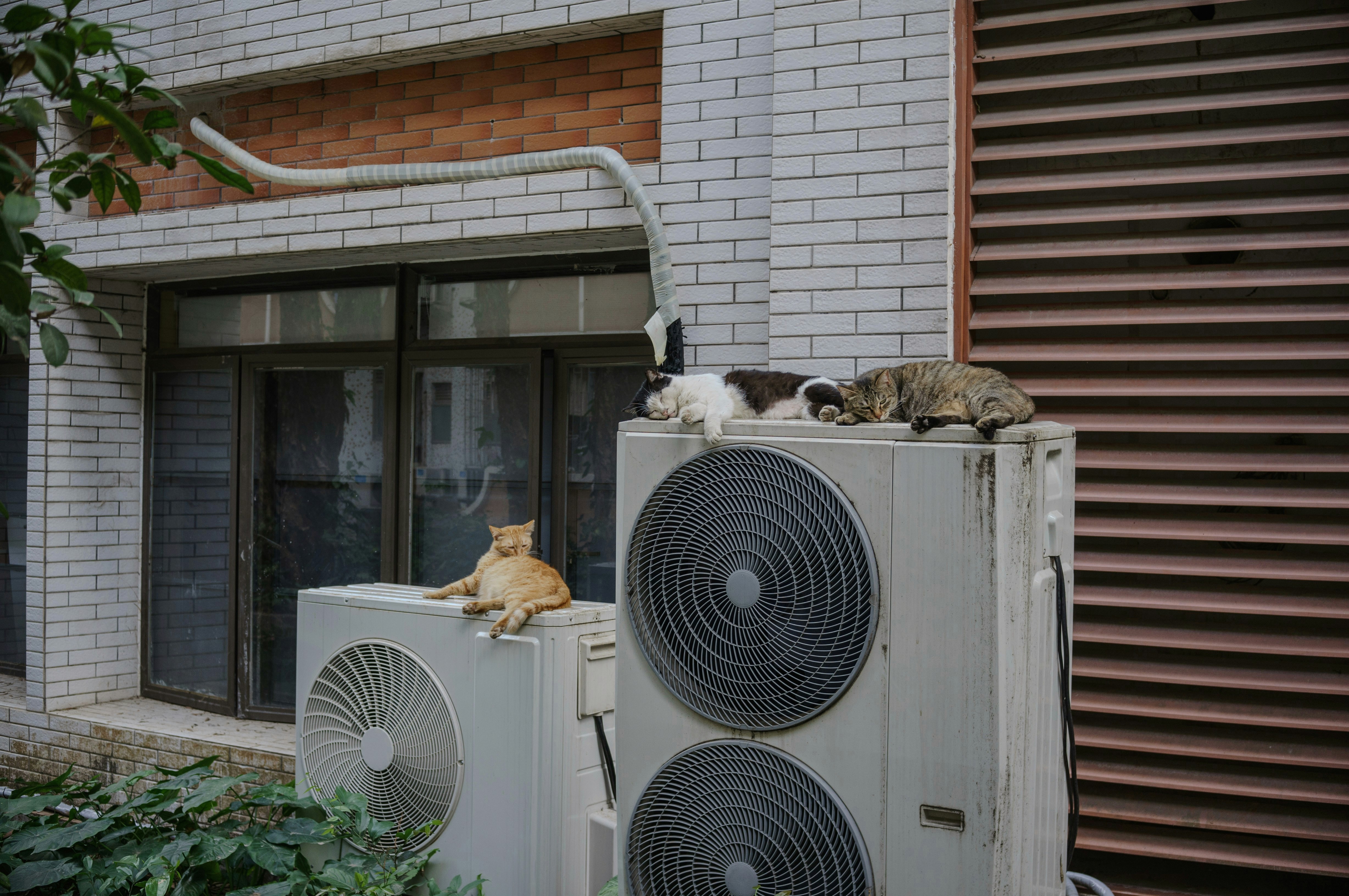 Exterior air conditioners with house cats sleeping on top of them.
