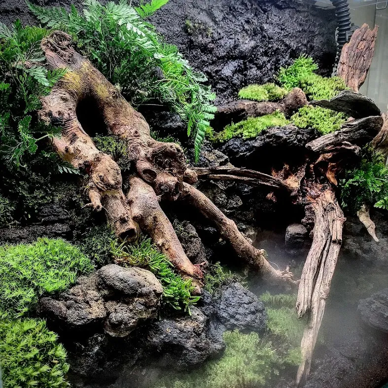 流木と苔を組み合わせた自然景観風テラリウムレイアウト