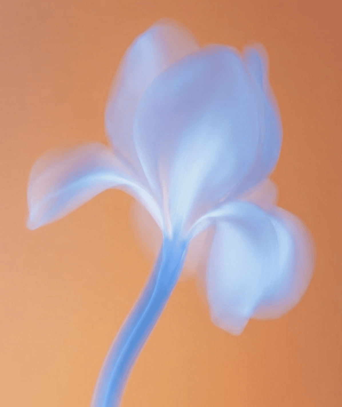 Close-up of a blue cyclamen flower with motion blur against an orange background.