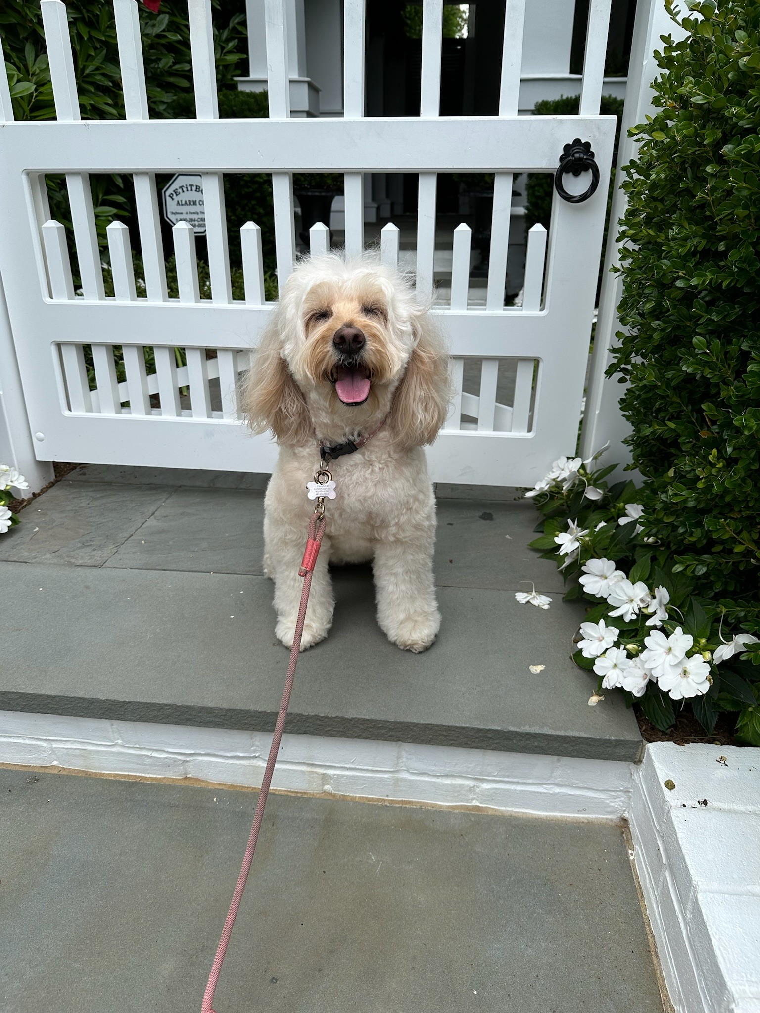 Trusted Pup Scouts dog trainer teaching a dog to sit