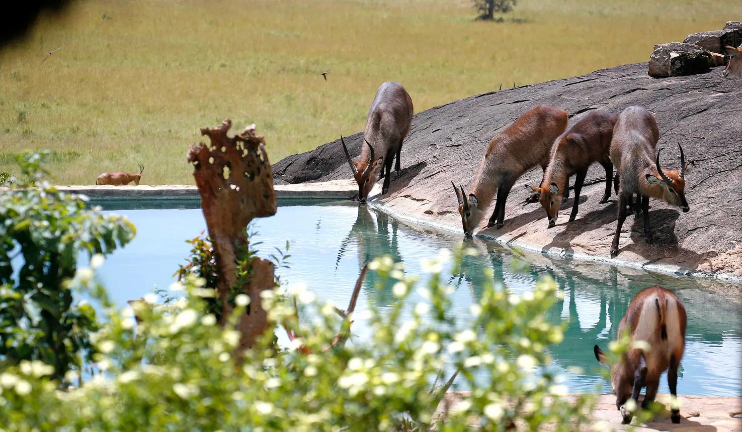 Defassa waterbucks drinking by the pool at Apoka Lodge