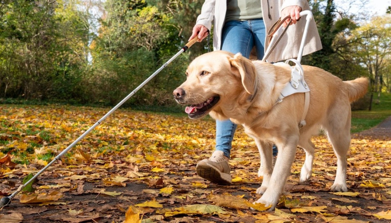perro atento con guia