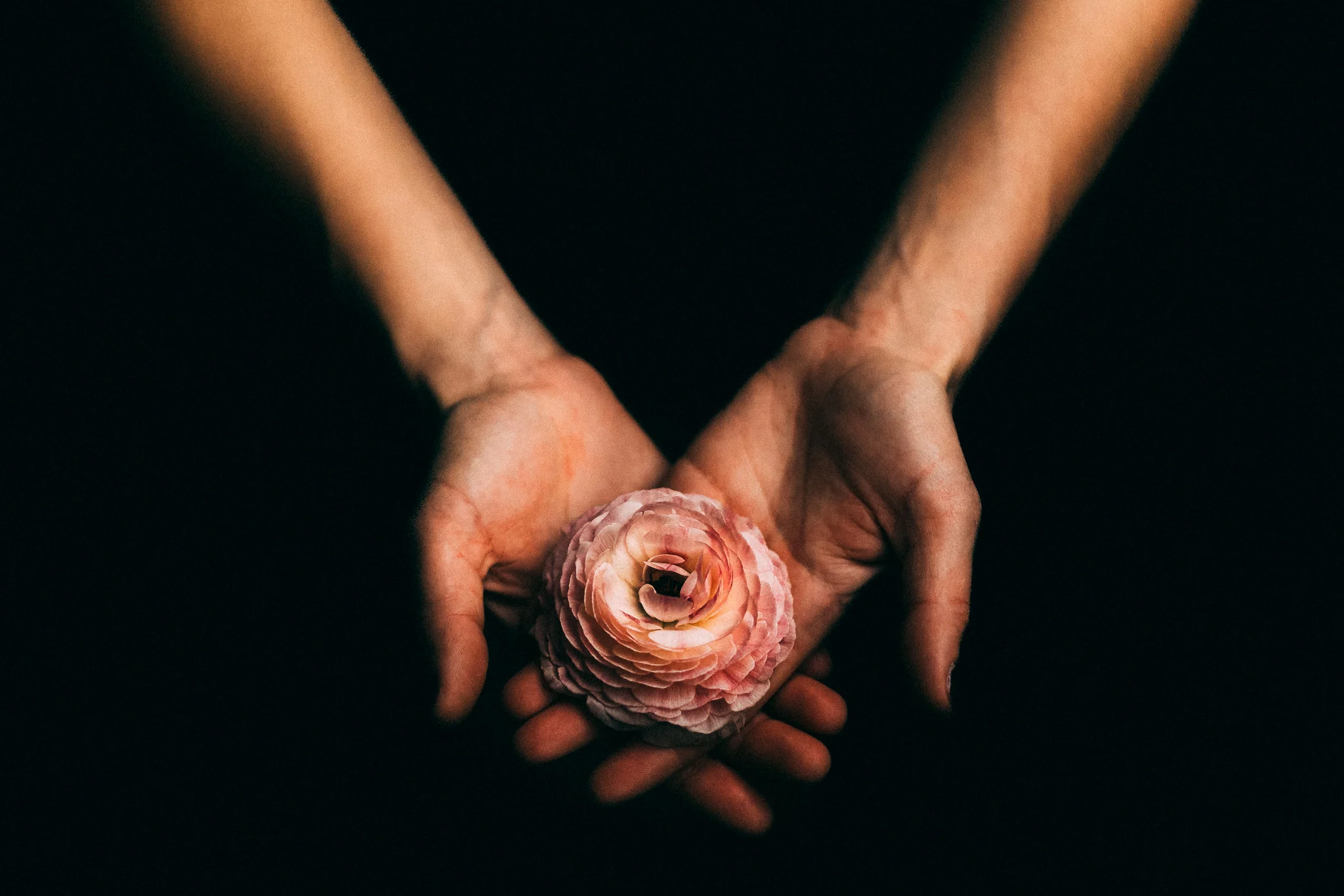 Symbolisches Stillleben – zwei Hände halten eine rosa Blume vor dunklem Hintergrund, Ausdruck für Achtsamkeit und Wertschätzung.