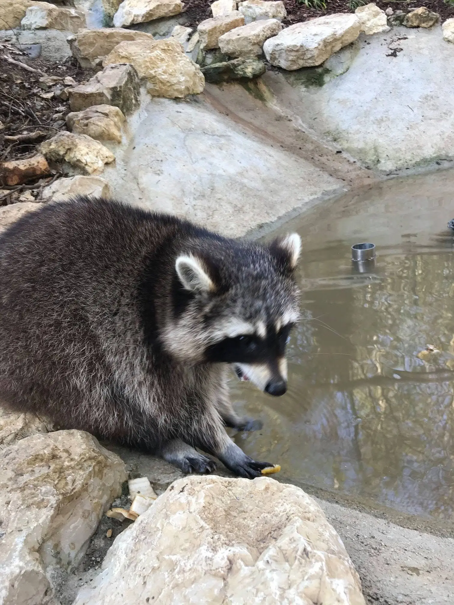 Waschbär im Tierpark Biel