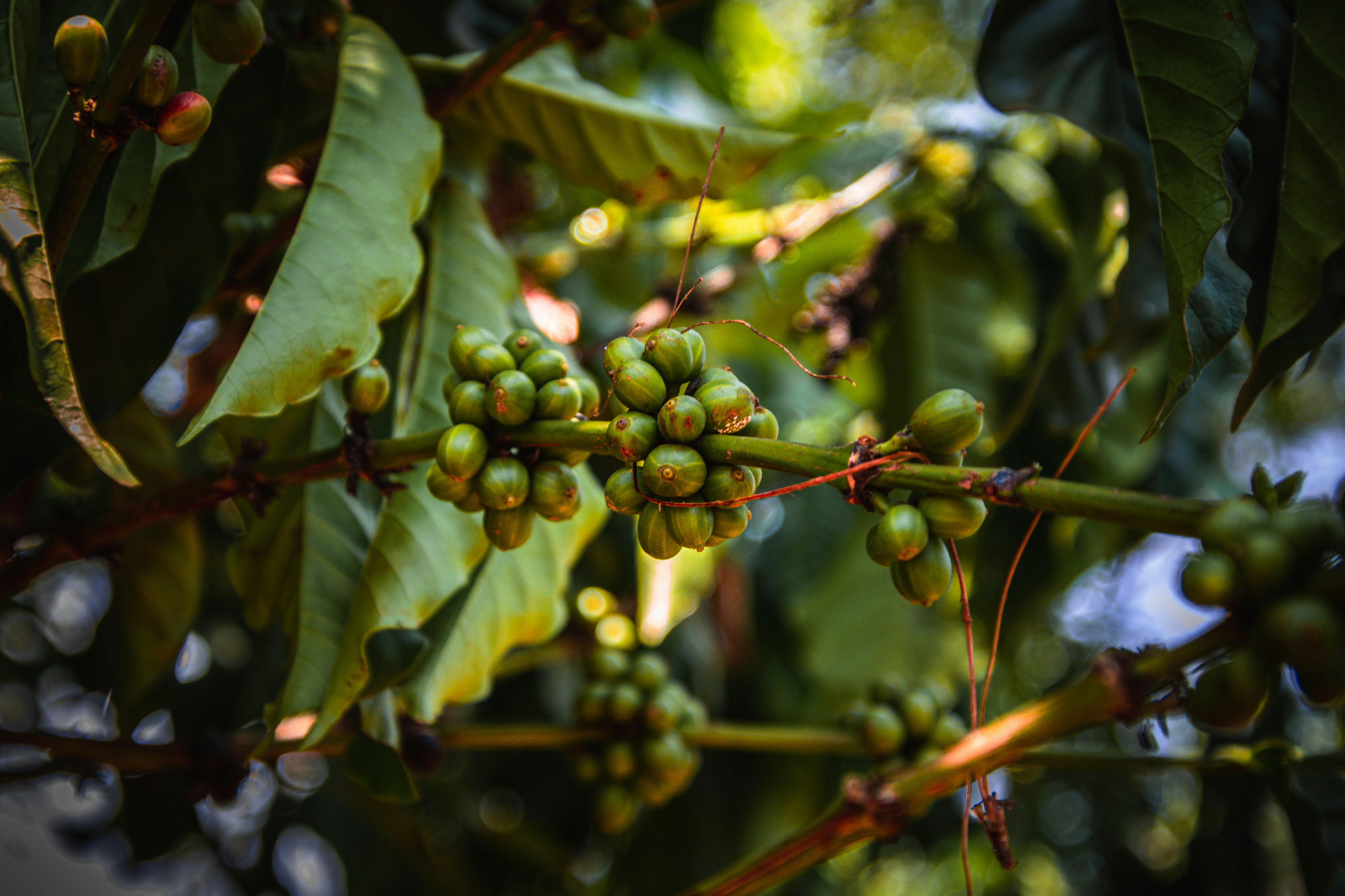 Green coffee beans growing on a tree branch.