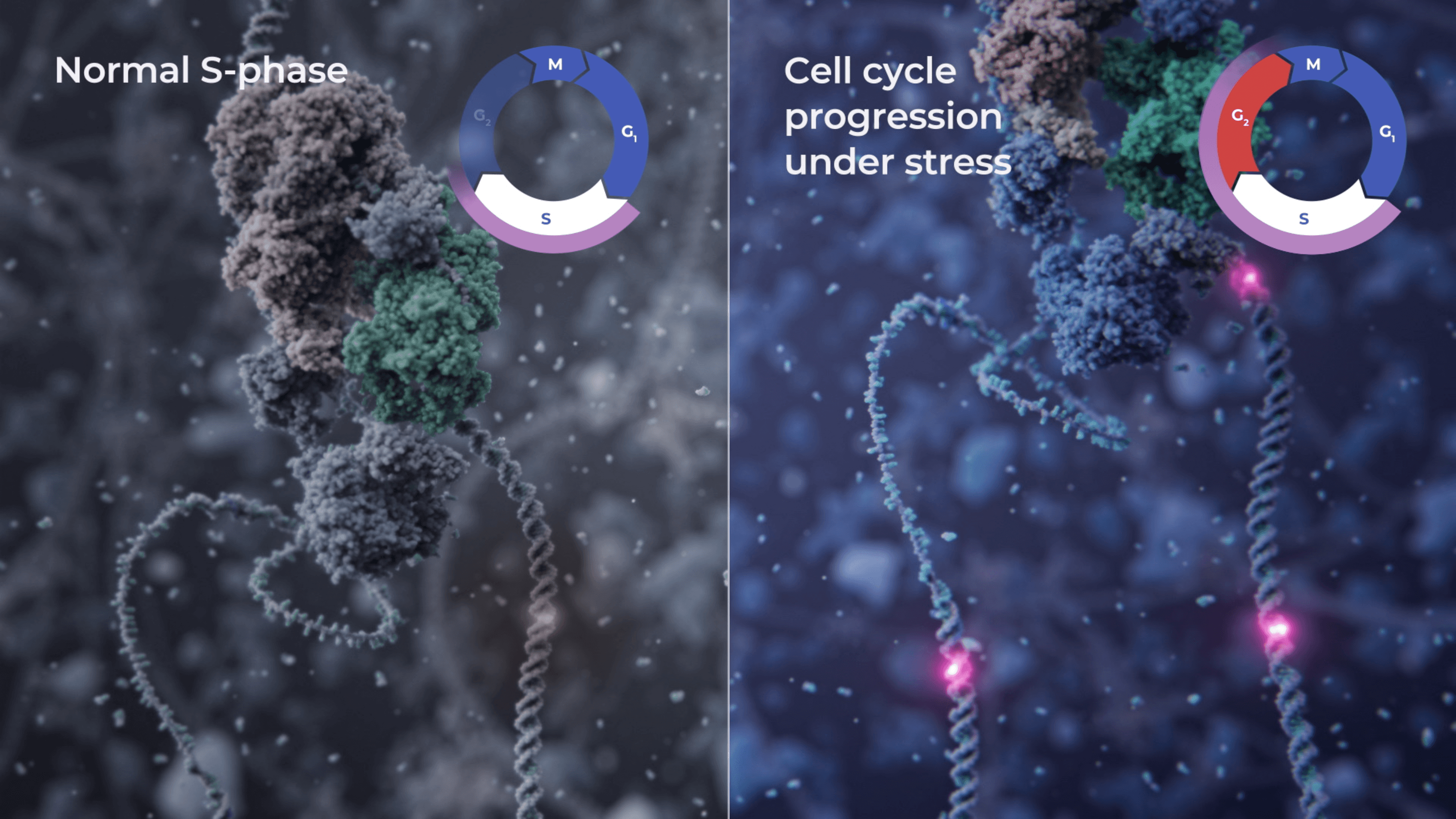 Split-screen visualization of Normal E2F inactivation vs. persistent E2F activity causing replication stress and DNA damage