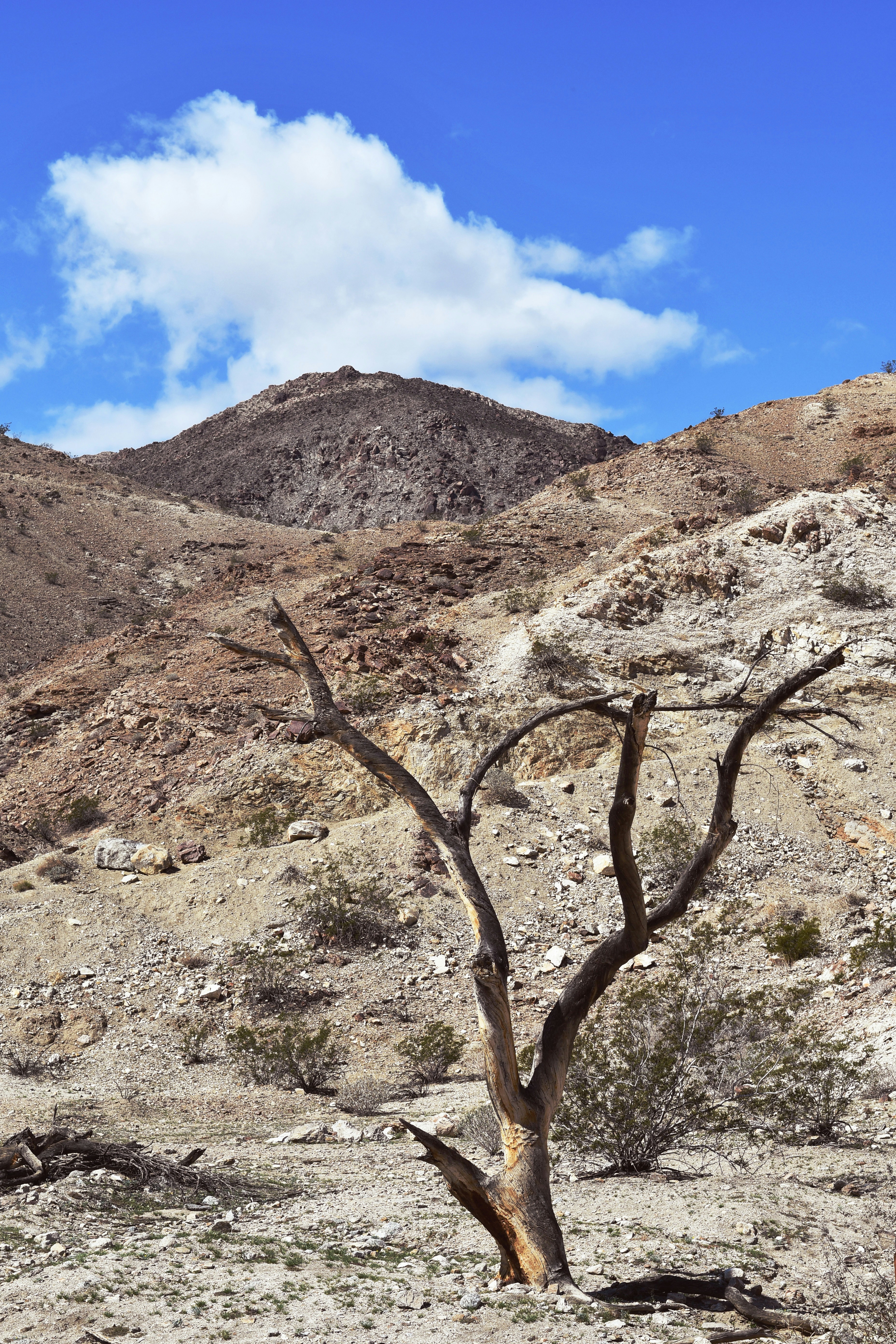 a dead tree in the middle of a desert