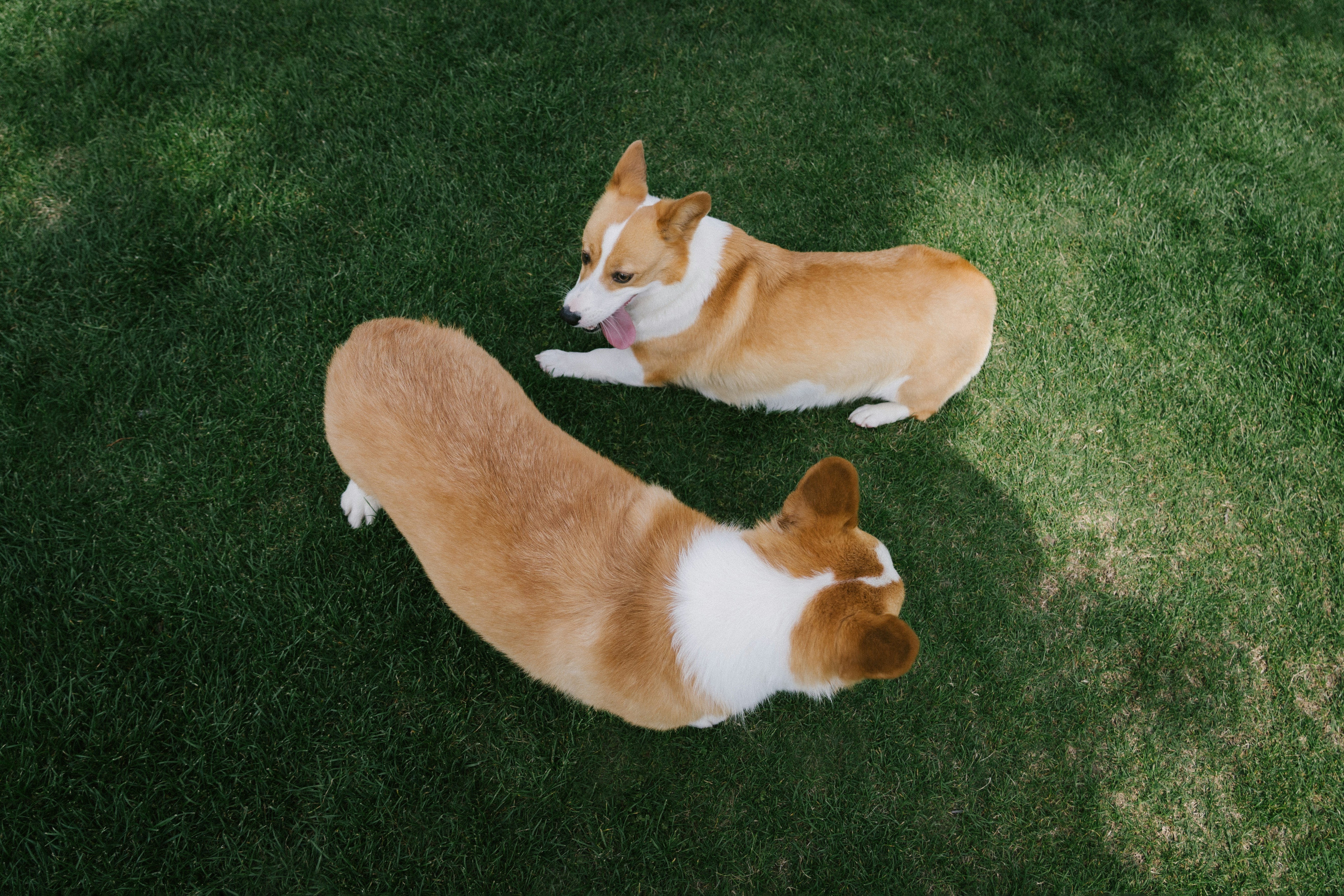Two corgis lying on the grass