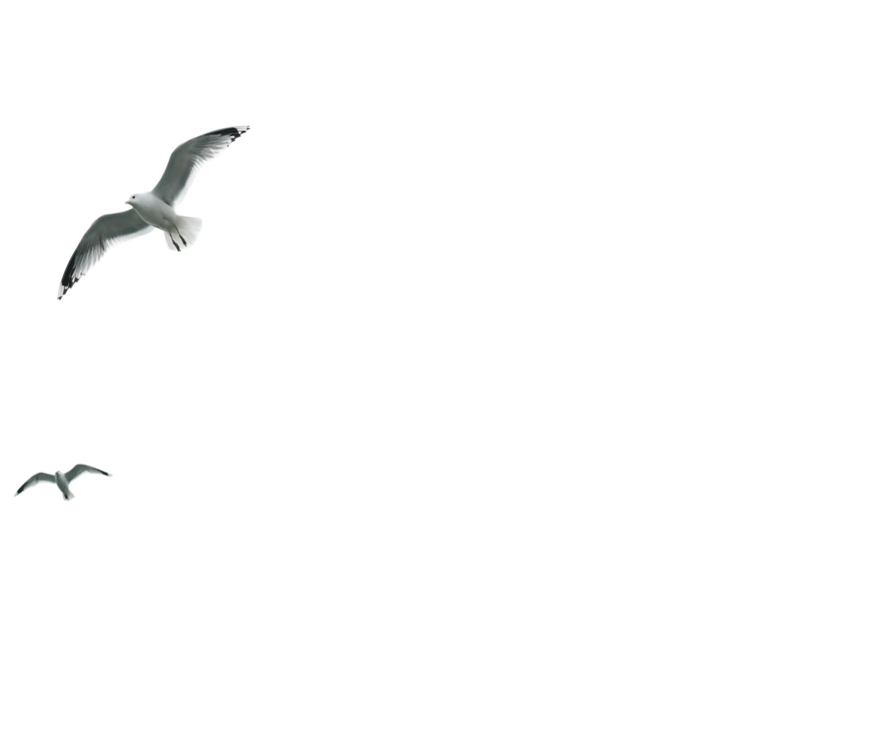 Seagull