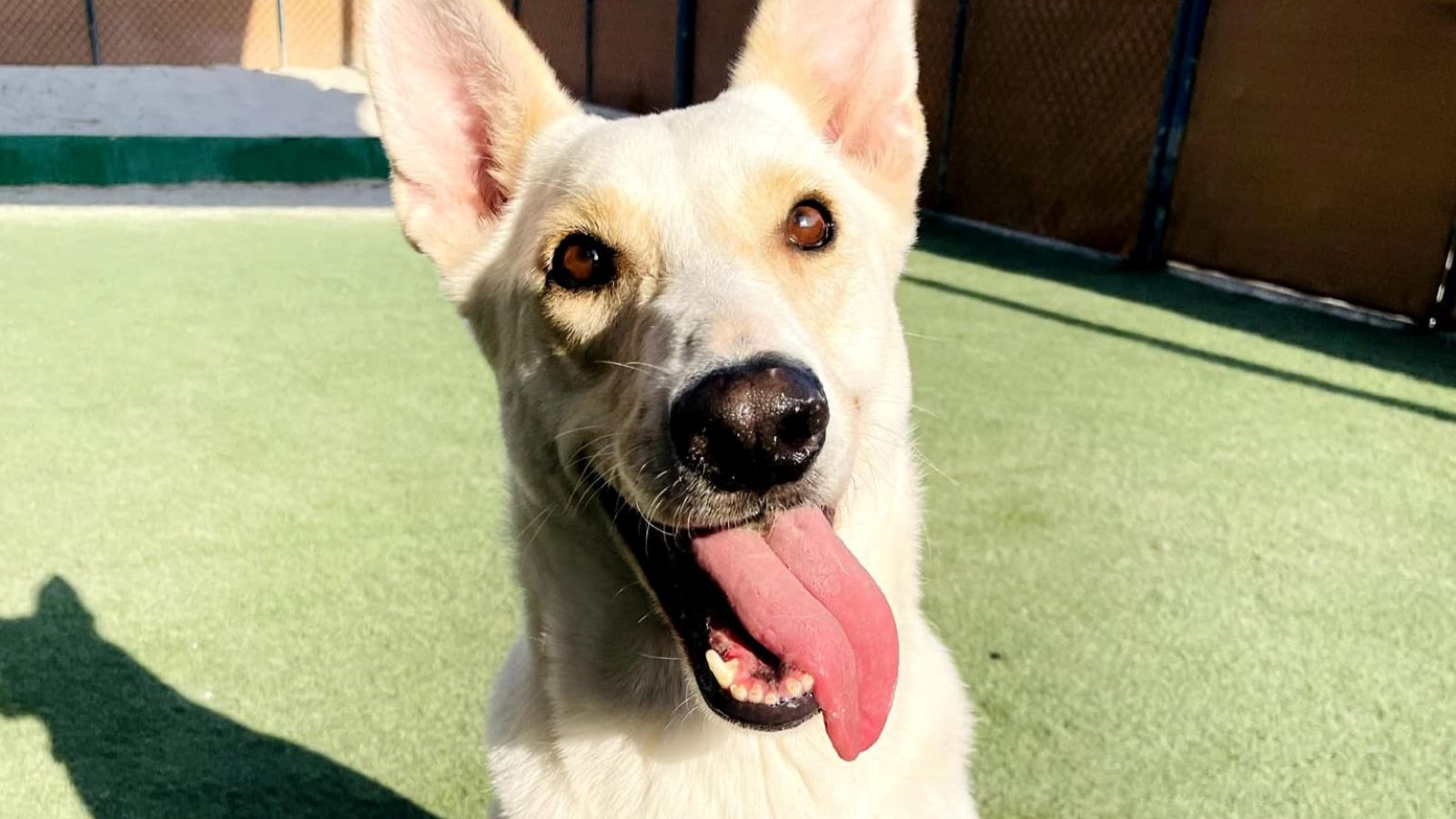 A dog is smiling and sticking its tongue out while staying outside on the green grass.
