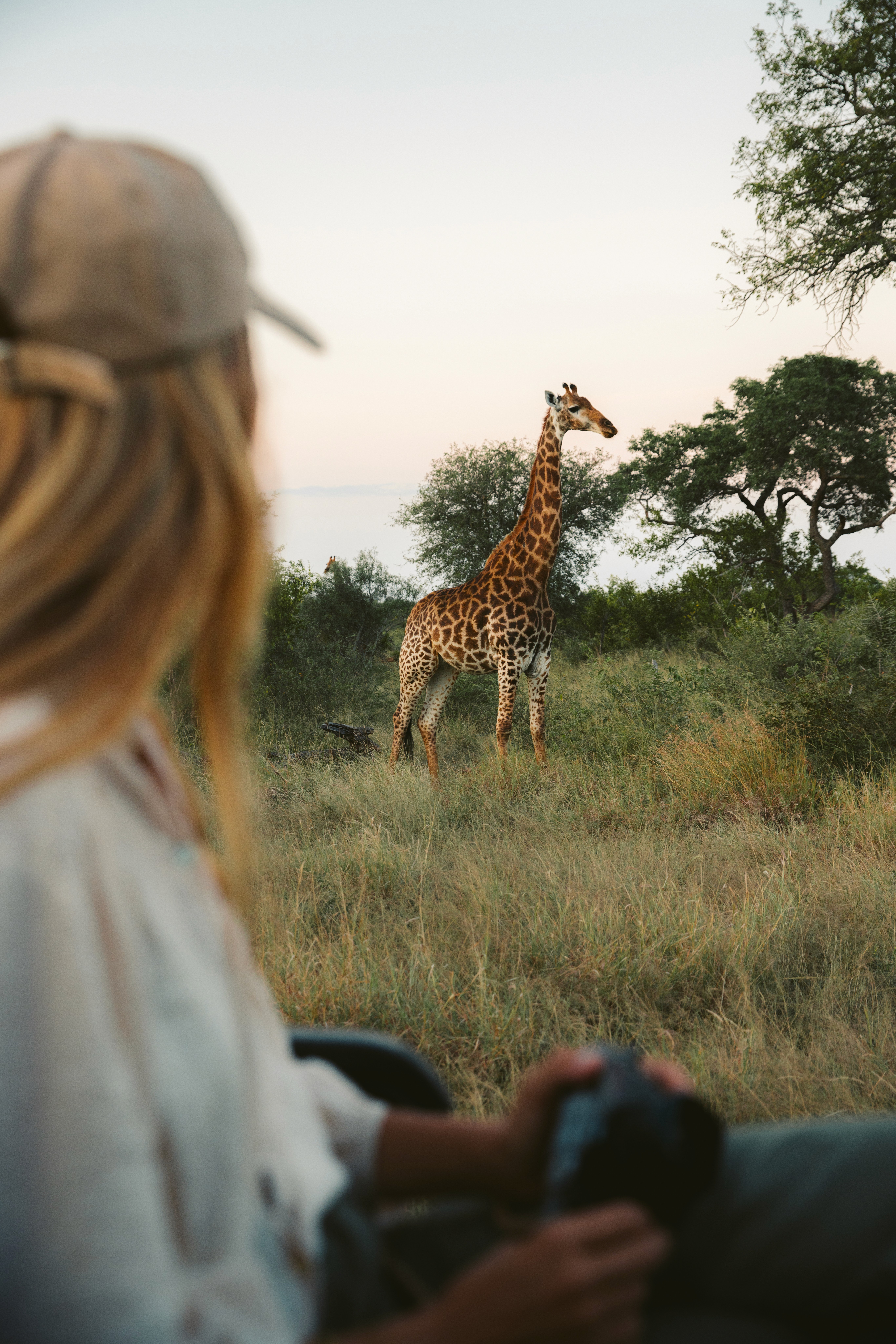 Giraffe, Thornybush, Kruger National Park, aesplore, Cape Town & Thornybush Safari