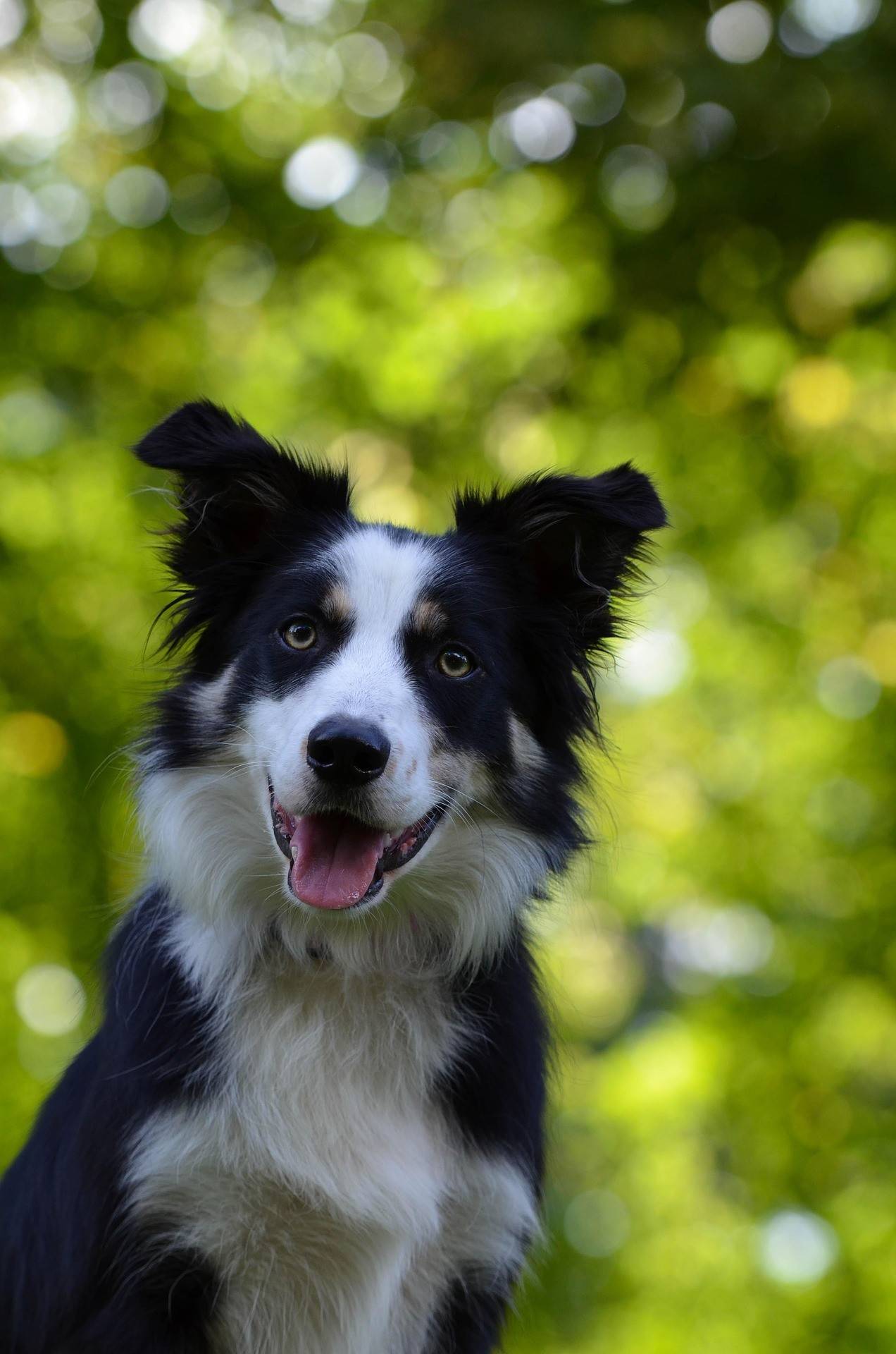 Border Collie Temperament and Lifestyle Fit