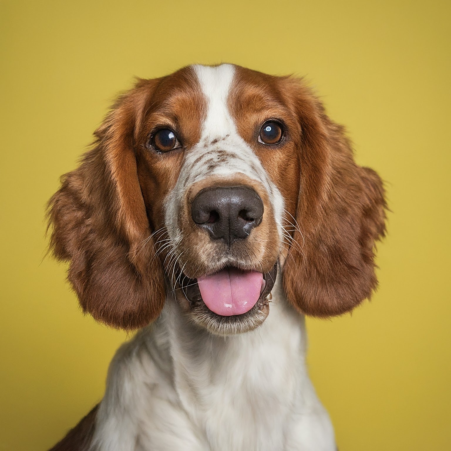 BUDDYUNO, Welsh Springer Spaniel