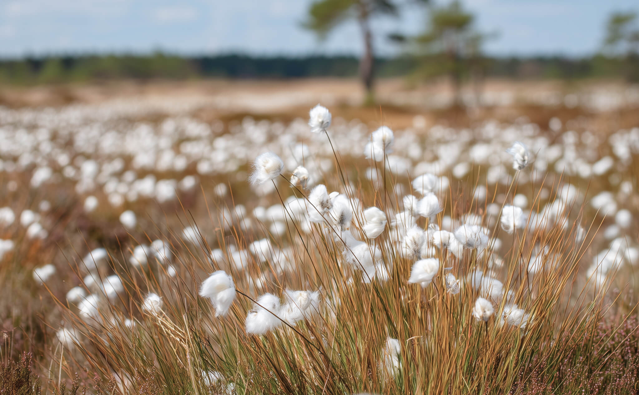 Heide-Wollgras in der Blüte