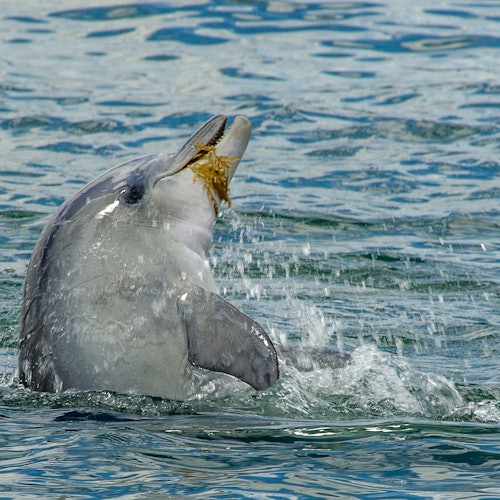 Откройте для себя дельфинов, играющих и общающихся