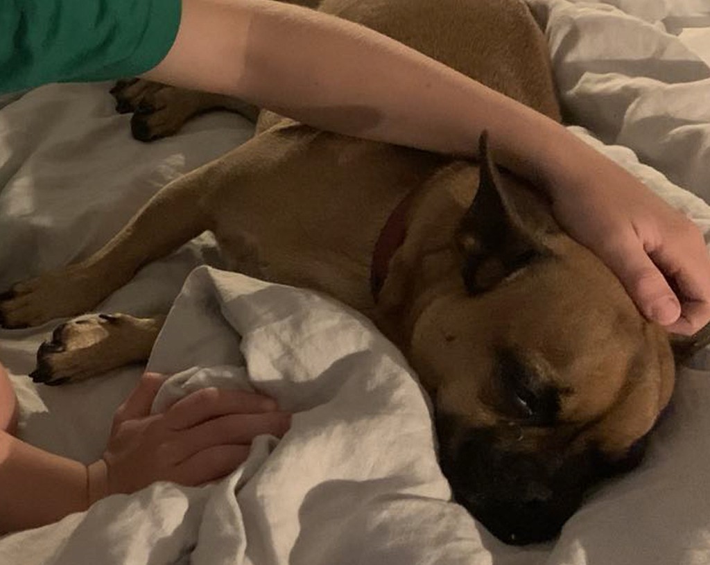 case study - dog snugging in bed with young boy