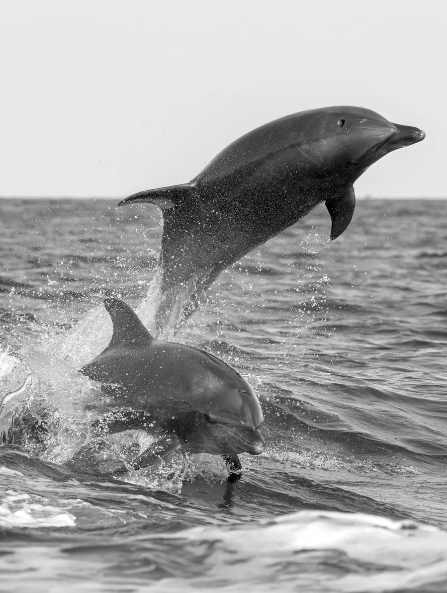 Dolphins jumping in the Bay of Islands near Kerikeri Northland New Zealand popular destination for private jet charter travellers
