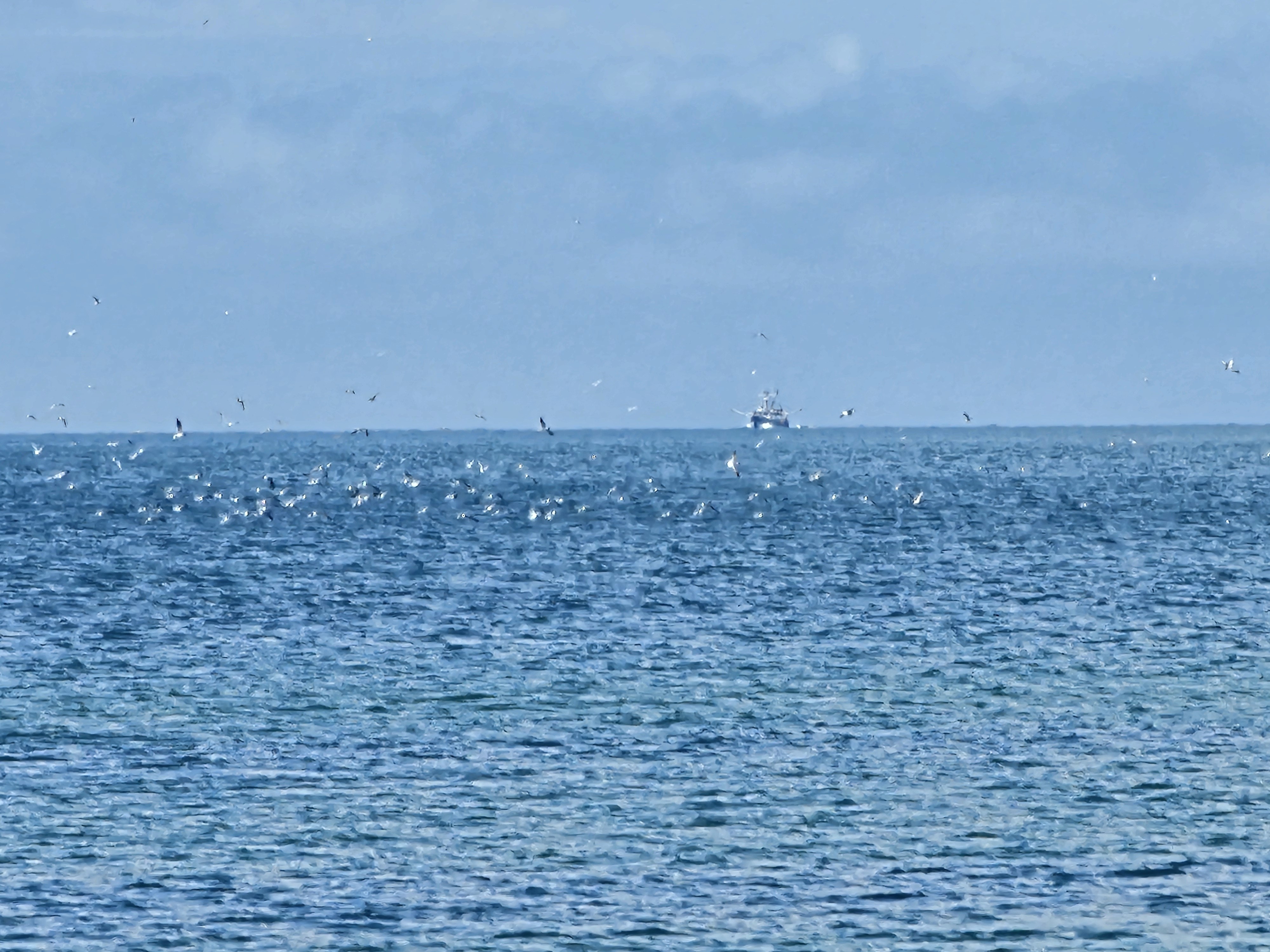 Cape Cod, tun, bonito, striper, striper blitz, feeding frenzy