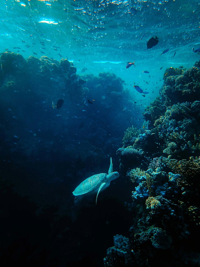 Sea life. Fish and acquatic