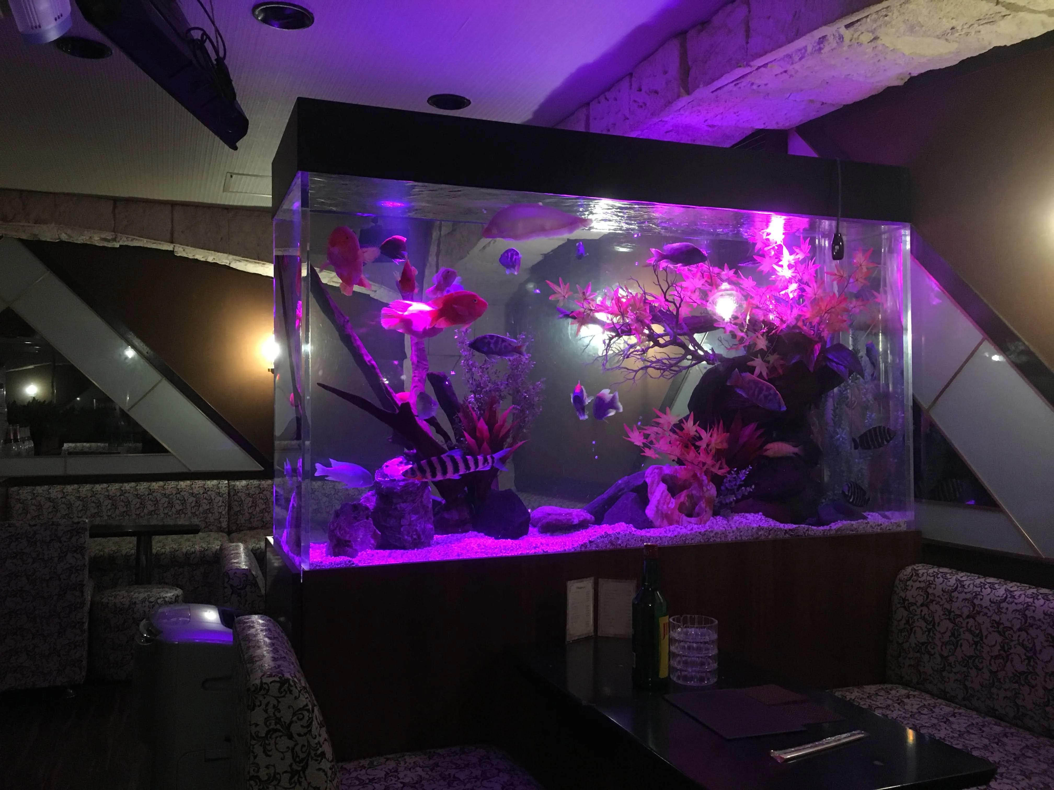 飲食店の客席空間に設置された照明演出を取り入れた海水アクアリウム水槽