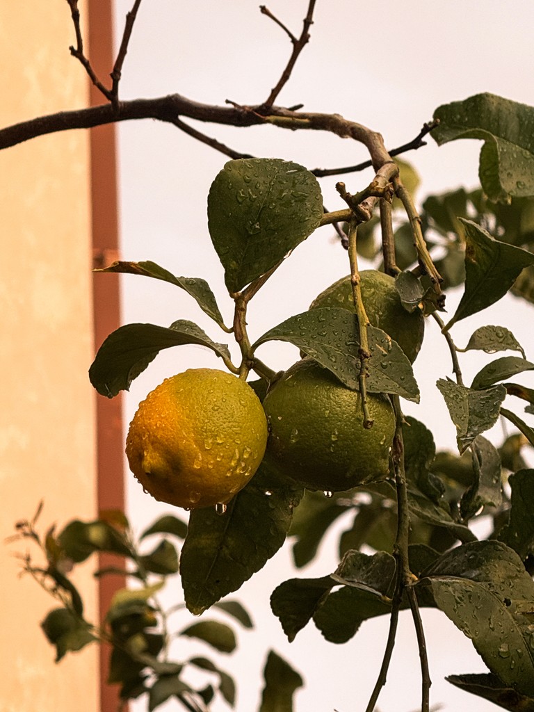 Paolo Salvati, Italian private chef available for UHNW household placement