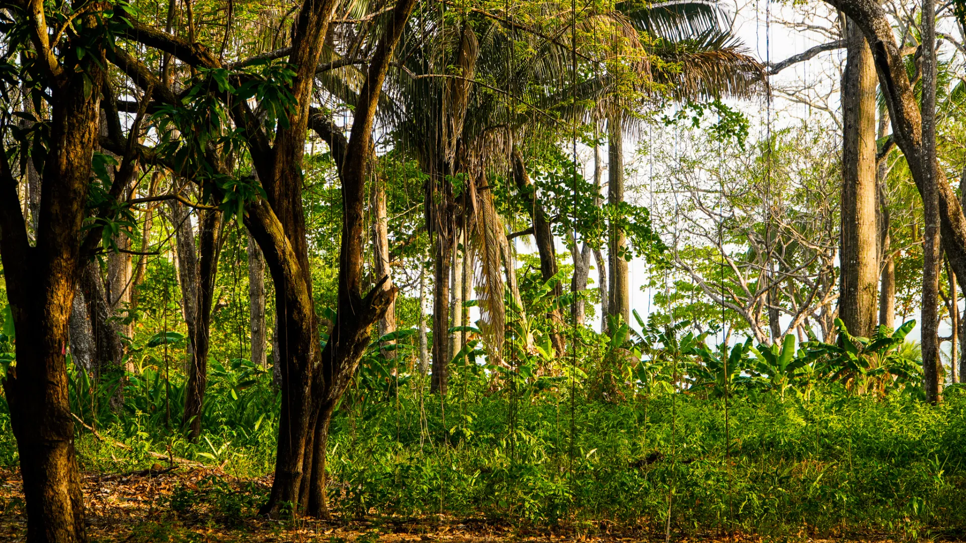 Tall trees, palms and hanging vines in the jungle beside Playa Carmen, Santa Teresa