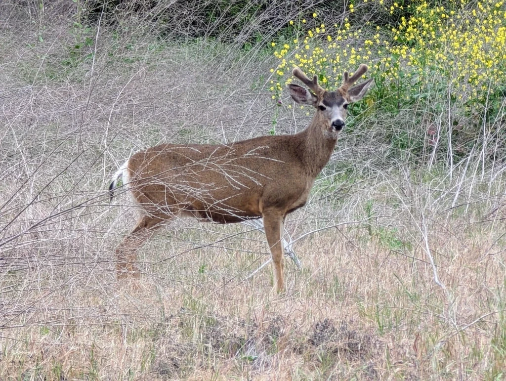 Photo By: Laguna Canyon Foundation