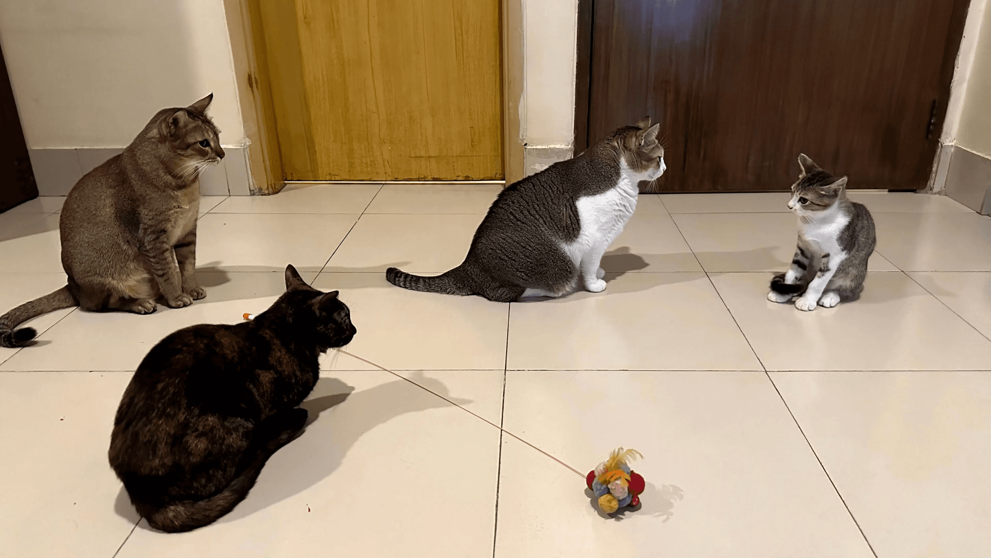 life at airwork, 4 cats