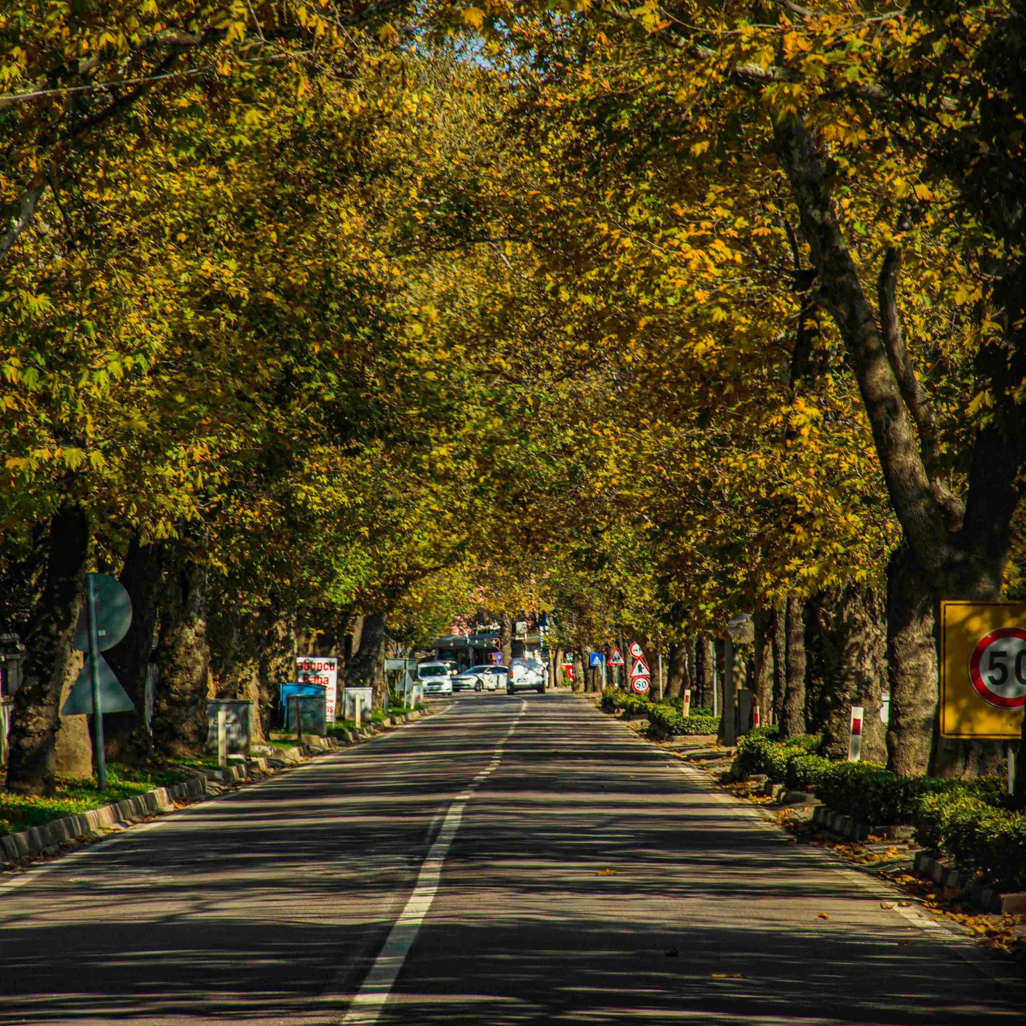 Doğa severler ve huzur arayan gezginler için Yalova'nın Yeşil Mavi Yolu.