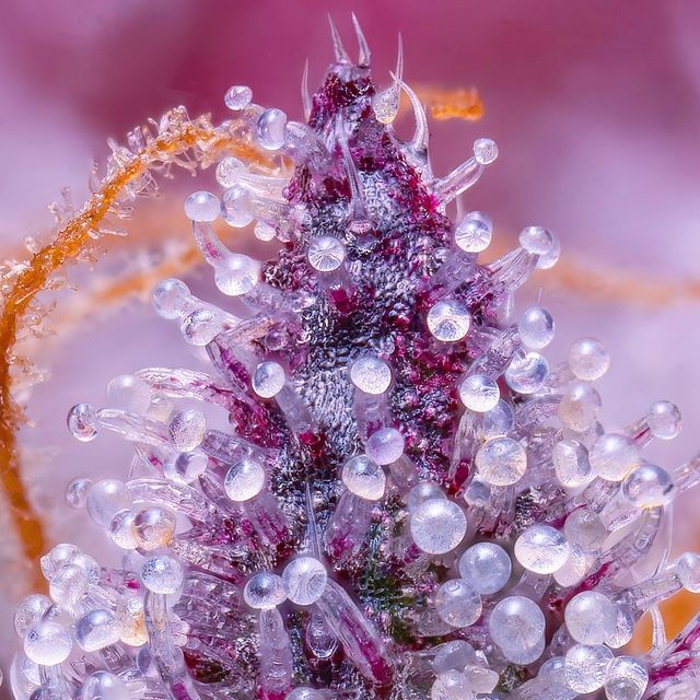 A man doing surf stunt