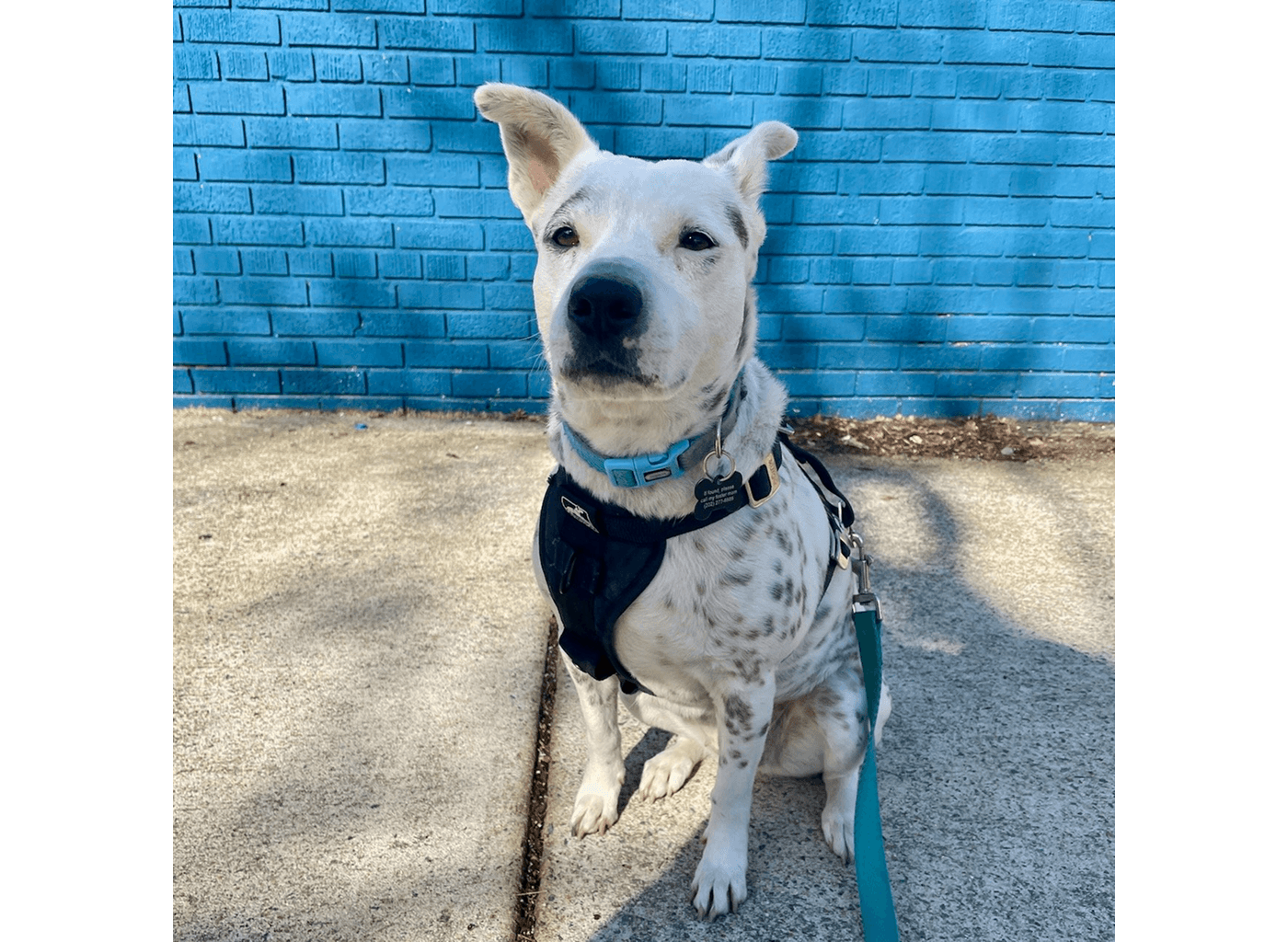 Daisy the dog in front of a blue wall