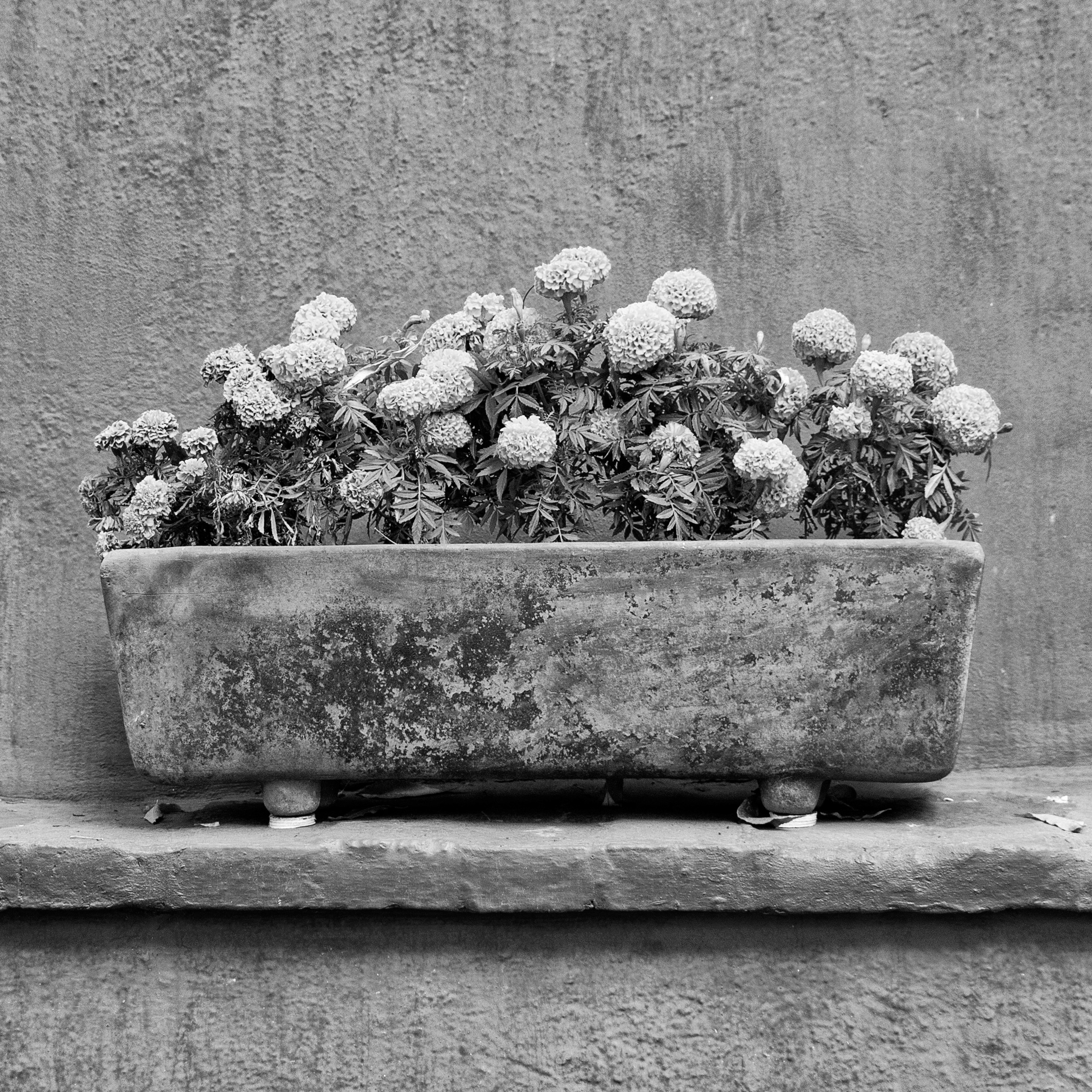 Black and white photograph of a weathered rectangular planter filled with cempasúchil flowers, resting on a small stone ledge against a textured wall.