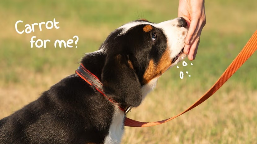 A Bernese Mountain Dog puppy on an orange lead sniffs a treat from an outstretched hand outdoors, with the text "Carrot for me?" overlaid on the left.