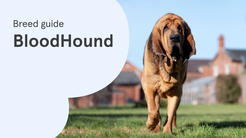 A Bloodhound walks across a green lawn towards the camera, alongside a "Breed guide: Bloodhound" text graphic on a pale blue background.