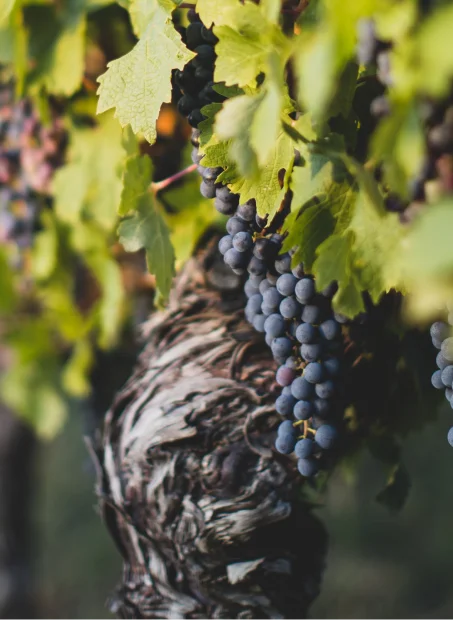 Fresh grapes growing in vineyard