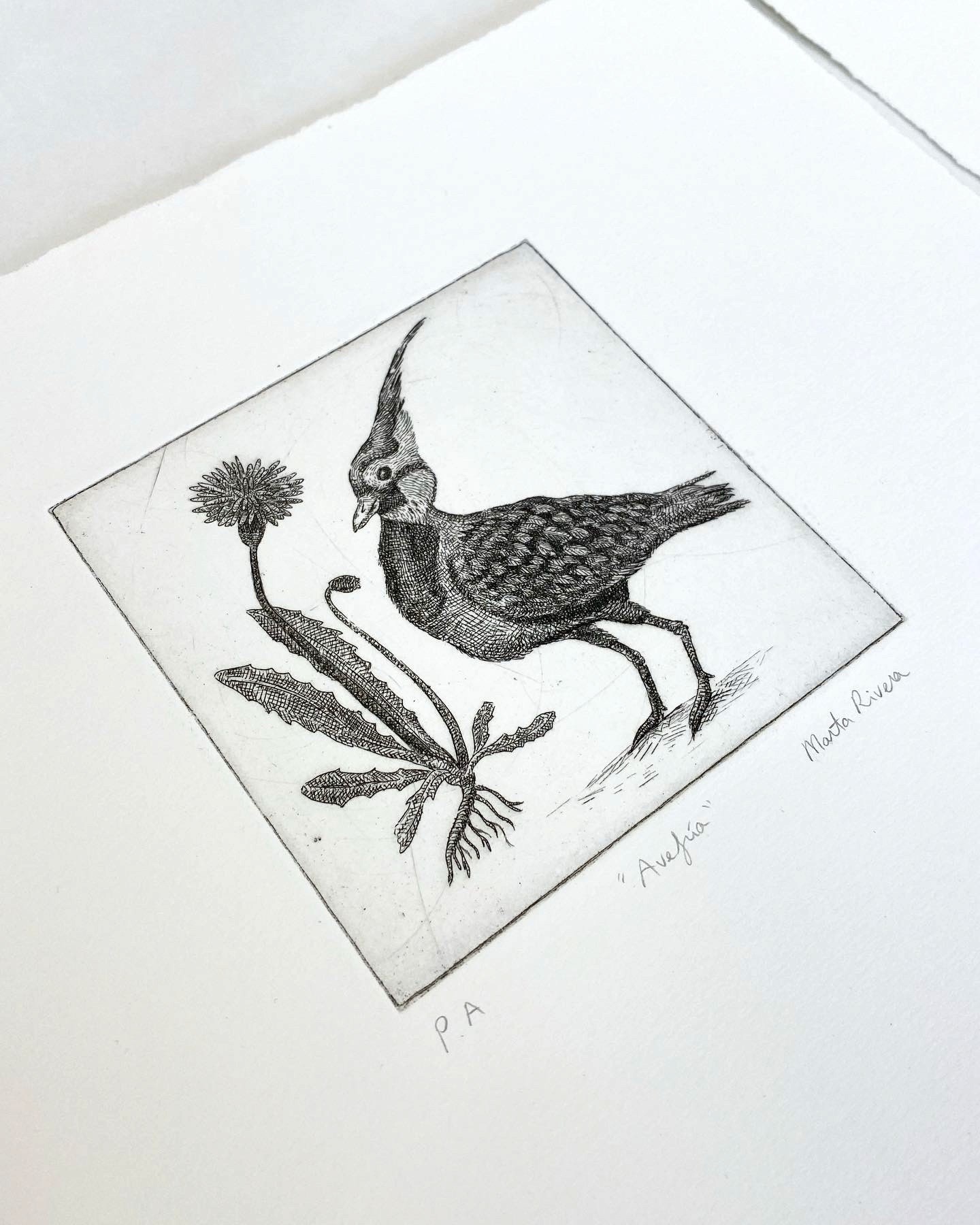 Bird Engravings