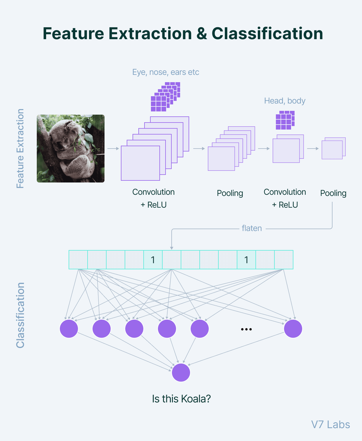 Feature Extraction and & Classification in Convolutional Neural Networks